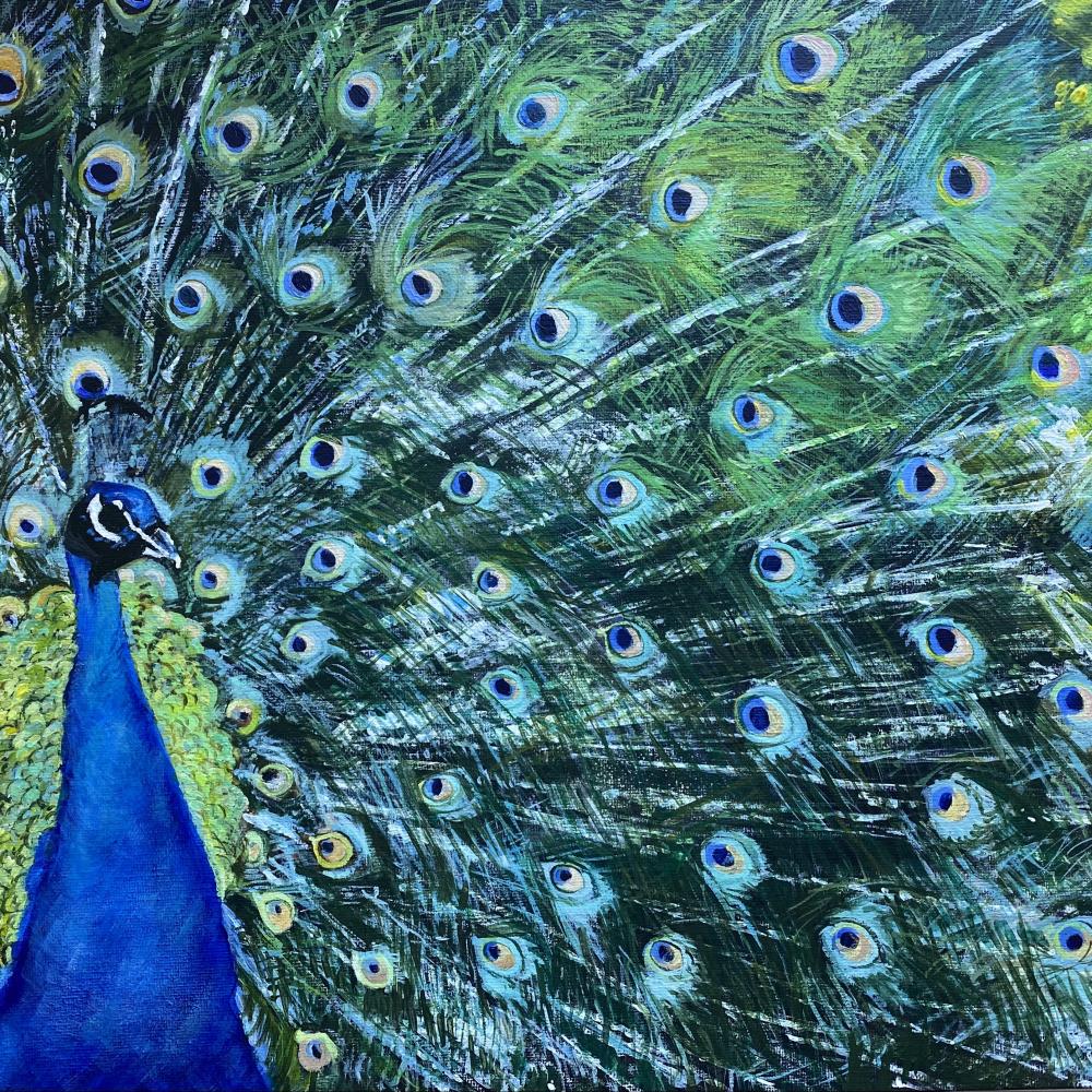 Peacock