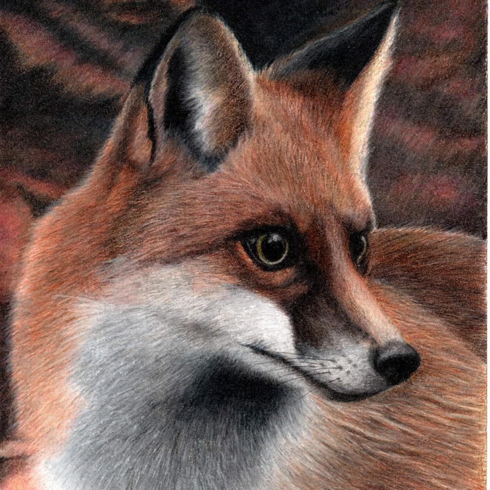 fox