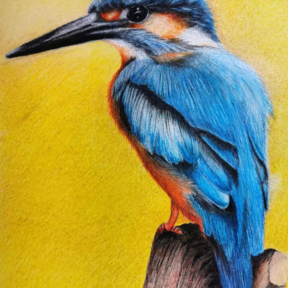 kingfisher